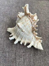 Spiky Seashell. 4 inches long, 3 inches across