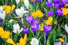 20 x Mixed Crocus - LARGE FLOWERING - Hardy Perennial