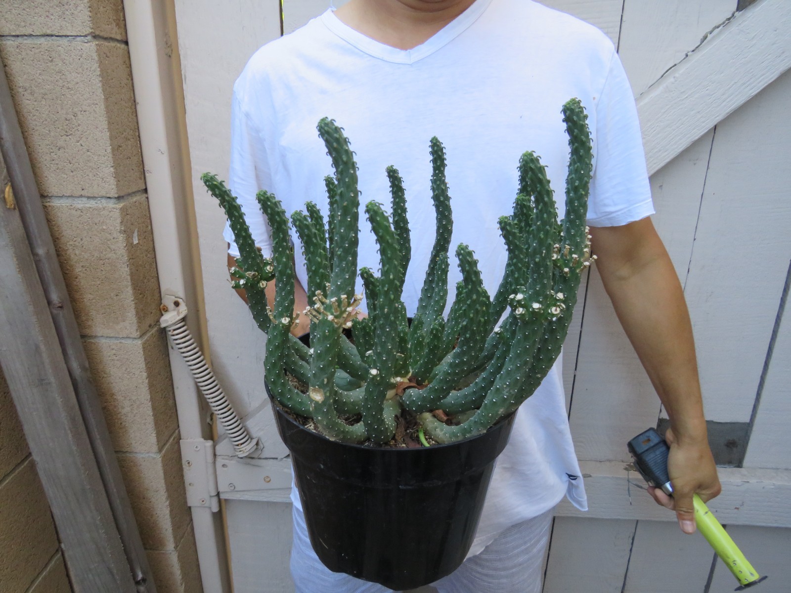 Euphorbia inermis Medusa Head Succulent