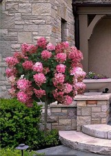 Hydrangea Paniculata Tree In 2 Litre Pot