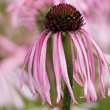 Echinacea pallida / Pale Coneflower / Prairie Plant / Hardy