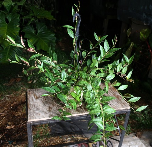 Black Pagoda Lipstick Plant Aeschynanthus Zebra Plant 5" Pot 16" Long 30" Wide