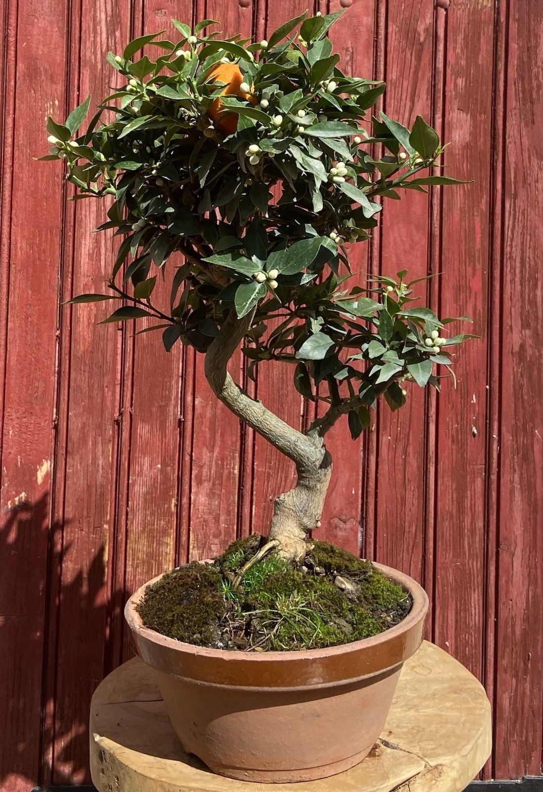 Bonsaï Citrus Myrtifolia mandarinier chinois arbre agrume intérieur 16 ans