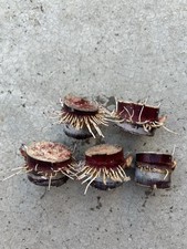 5pcs Rooted Dark Purple Sugarcane Cutting Sweet And Juicy Ready To Plant