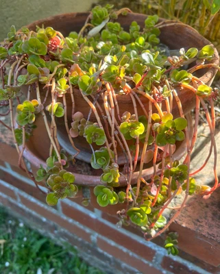 Lot 3 Boutures Sedum Makinoi Retombant Japonais - Succulente Rustique Rare - Photo 1/3