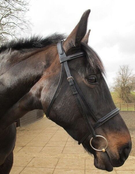 Limited price sale JEFFRIES WEMBLEY PRO LEATHER Ranking TOP7 PADDED INCLUDING BRIDLE RUBBER SHOW
