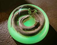 Real snake in resin, glow in the dark, oddities curiosities, Enhydris Plumbea