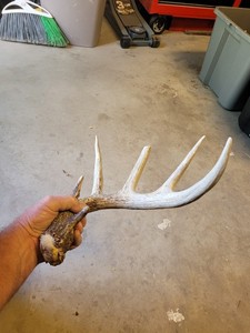 big Whitetail Deer Shed Antler 
