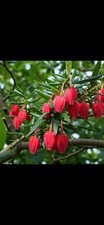Crinodendron Lantern Tree 2L Bushy Evergreen Red Lantern Flowers Free Delivery