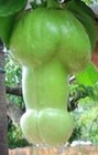 Passiflora quadrangularis Erotica | Penis Passionfruit | 5 Seeds