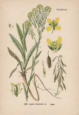 Isatis Tinctoria - Dyer's Woad Thome Lithograph Circa 1900 Pastel