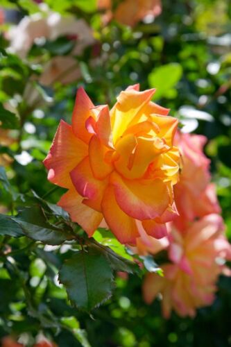 Rosa 'Sahara' Edelrose, 7L Topf, Duftend & Winterhart - Gartenpflanze - Bild 1 von 2
