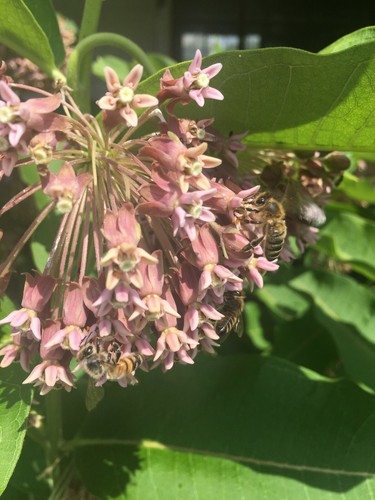 Bulk, 1500 seeds, Common Milkweed, Asclepias Syriaca, Monarch Butterfly - Picture 6 of 8