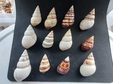 #6 Lot of 12 larger all different approx. 36-62mm Liguus land snail shells