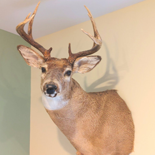 Whitetail Deer Head Shoulder Mount
