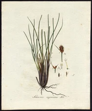 Antique Print-SCHOENUS NIGRICANS-BLACK BOG RUSH-186-Flora Batava-Sepp-1800
