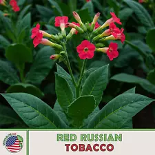 Red Russian Tobacco Seeds, Rare, Heirloom, Pollinator Attractor