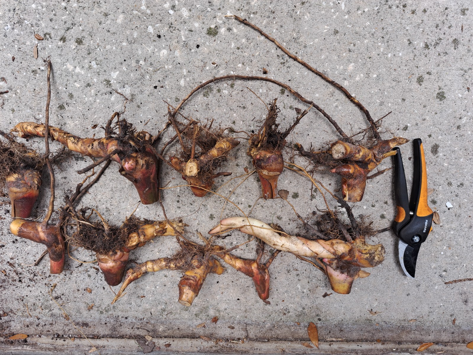 1 Shell Ginger Rhizome Alpinia Zerumbet Porcelain Lily Exotic Flower