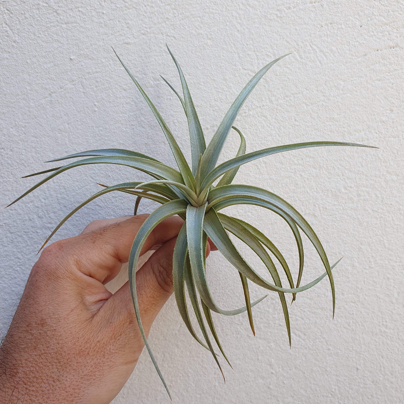 Tillandsia Ixioides fille de lair plante epiphyte de collection