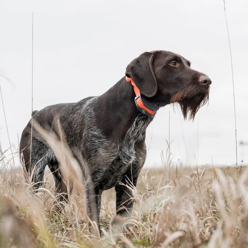 SportDOG - SD-1275E (Orange) - SportTrainer 1275 - Remote Training Collar - Picture 6 of 6