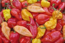 HABANERO Color Mix Hot Pepper Seeds - 25, 50, 100 seeds Organically Grown in TN