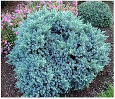 2 Litre | Dwarf Conifer Juniperus Squamata 'Blue Star' |