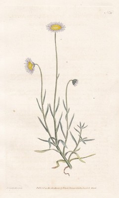 Felicia tenella South Africa flower Botanik engraving Kupferstich Curtis 33