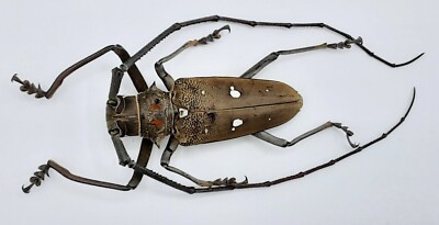 Cerambycidae, Batocera thomsoni, male, A1, 48 mm, XL, Sumatra, #CB436