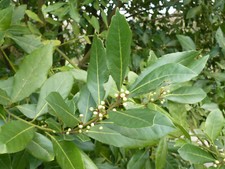 Feuilles de laurier bio de mon jardin 25gr au moins pour bien dormir