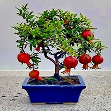 20 DWARF Pomegranate Tree Seeds Punica granatum Nana Garden Fruit House Plant