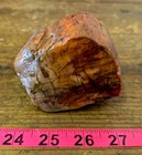 AZ Rainbow Petrified Wood, 1.43 Lbs, Jasperized, Polished Colorful Display! — photo 5