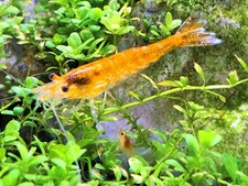 10 1 Orange Sunkist Shrimp/Orange Sakura Shrimp - Neocaridina Davidi - Tank Bred