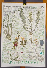 Poster Mural Print Wall Chart Science Biology Bog plants Live Sociably