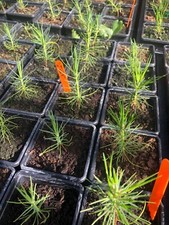 Rare and Unusual Tree Collection-Multibuy Discount-Bonsai Ready -Plant Passports