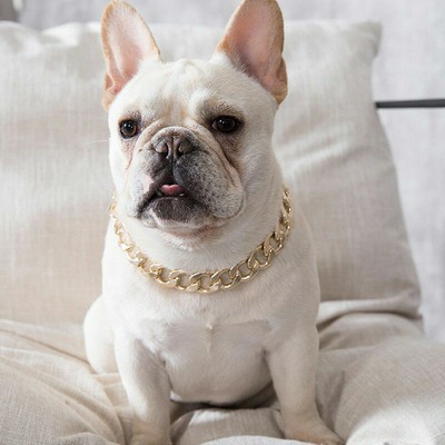 small dog gold chain
