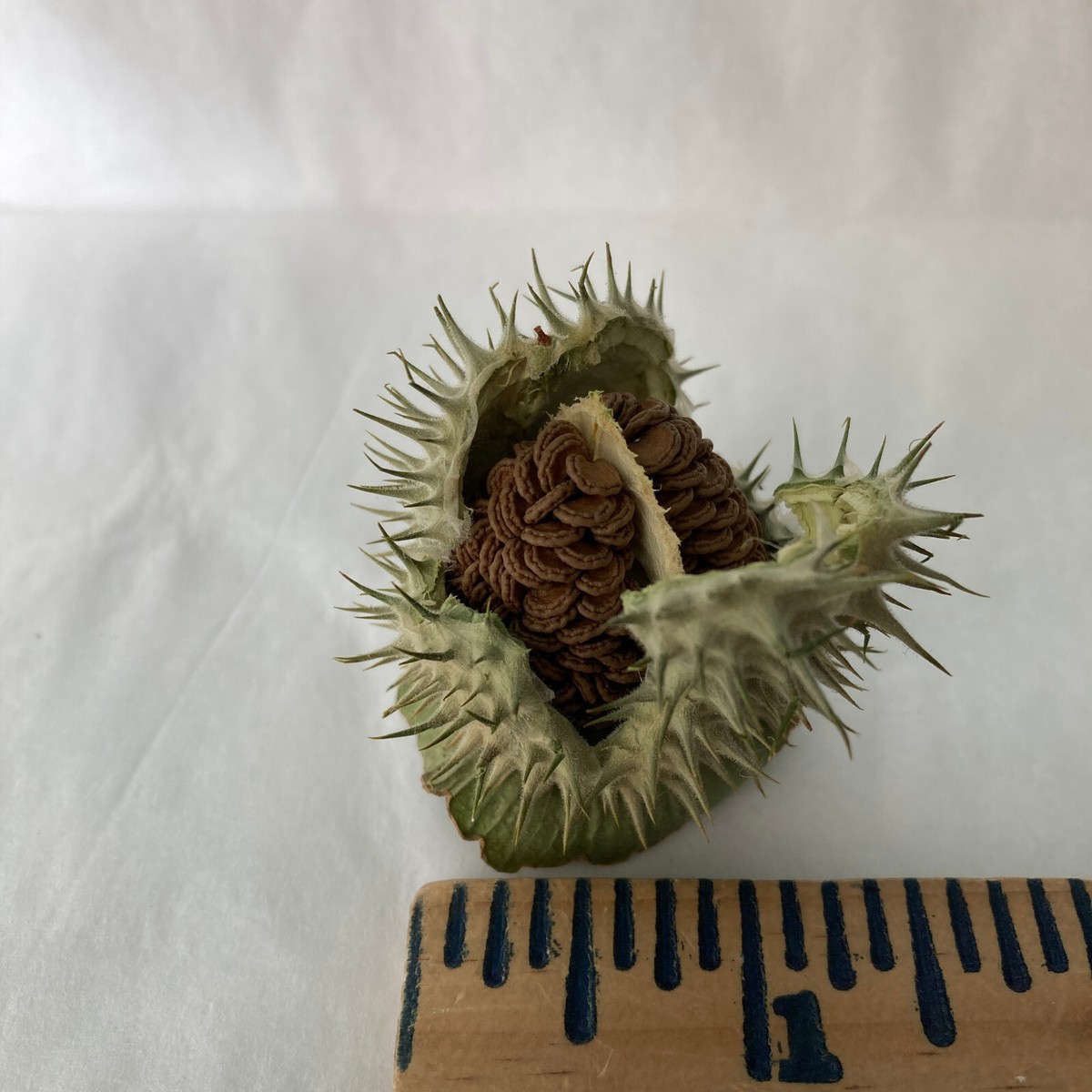 Datura Inoxia SEED Pod Capsule Moonflower Thornapple 2022 Montana Organic |  eBay