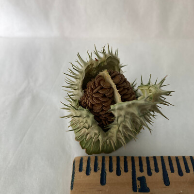 Datura Inoxia SEED Pod Capsule Moonflower Thornapple 2022 Montana Organic |  eBay