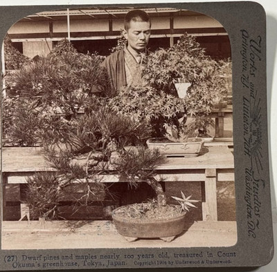 Dwarf Pines & Maples Bonsai Nearly 100 Years Old in Okuma Greenhouse Stereoview