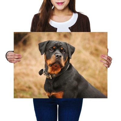 A2 Rottweiler Dog Puppy Pet Animal Size A2 Poster Print Photo Art