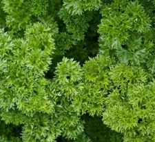 PARSLEY SEEDS 500+ MOSS CURLED Herb Garden CULINARY spice FREE SHIPPING