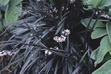 Ophiopogon planiscapus Nigrescens BLACK MONDO GRASS Seeds!
