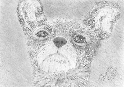 Chihuahua kleines Brot Hund Bleistiftskizze von Sharon Louise Brooks