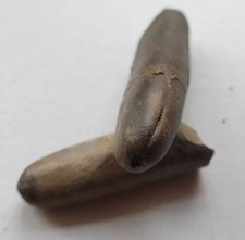 Wundervolle Dactyloteuthis irregularis - Lias zeta - Altdorf - Belemniten