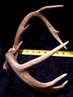 Deer Antler Rack Scull Cap 8 Point Lot F — photo 7
