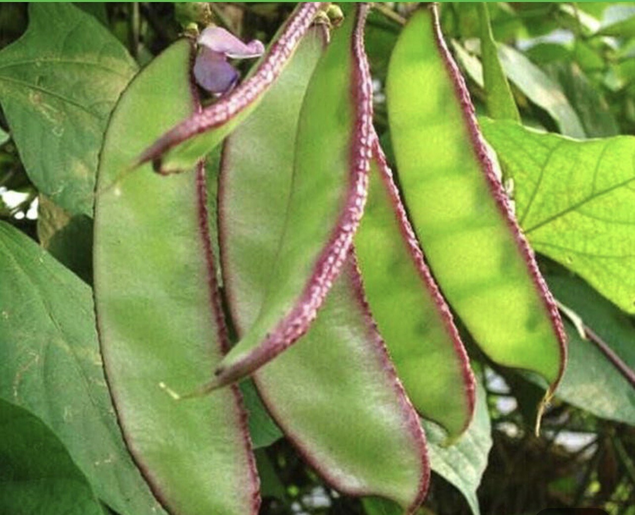 Hyacinth Bean Heirloom Vine Flat Bean Seeds 12+ 2024 eBay