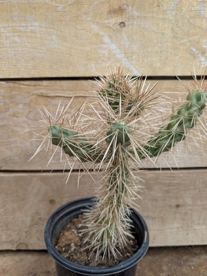 Cylindropuntia Bigelovii Teddy Bear Cholla Cactus Plant WYSIWYG bare root  ship | eBay