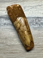 1.5 INCH LONG SPINOSAURUS TOOTH DINOSAUR TEETH REAL FOSSIL EXTINCT SPINOSAUR