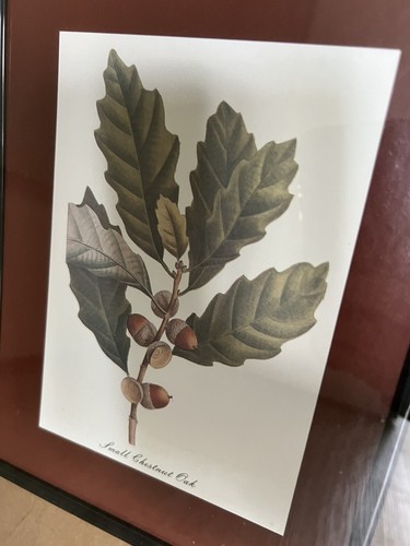 Framed Fall Oak Leaf Artwork - 15” x 17” - Picture 4 of 6