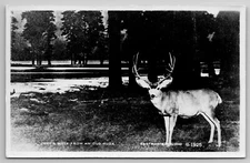 Just A Note From An Old Buck Mule Deer 10 Point Eastman's RPPC Postcard J18