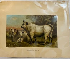 ART Print (1885)  "CHILLINGHAM CATTLE"  Chromolithograph Prang - Selmar Hess NY